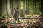 fallow deer