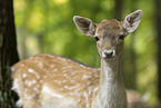 fallow deer