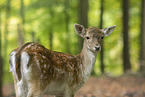 fallow deer