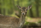 fallow deer