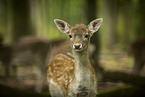 fallow deer