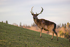 fallow deer