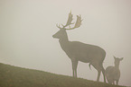 fallow deer