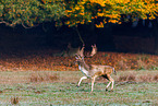 fallow deer