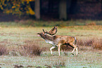 fallow deer