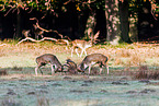 fallow deer