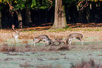 fallow deer