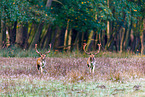 fallow deer