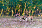 fallow deer