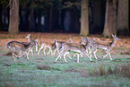 fallow deer