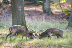 fallow deer