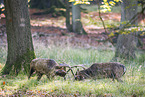 fallow deer