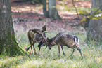 fallow deer