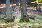 fallow deer