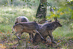 fallow deer