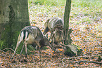 fallow deer