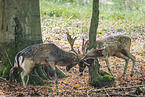 fallow deer