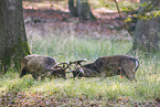 fallow deer