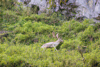 fallow deer