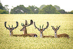 fallow deer