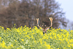 fallow deer
