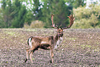 fallow deer