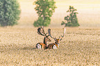 fallow deer