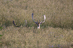 fallow deer