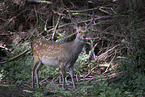 Fallow Deer