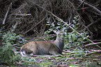 fallow deer