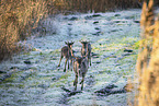 fallow deer