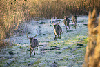 fallow deer