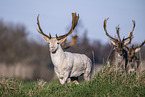 fallow deer