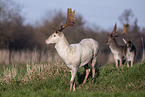 fallow deer