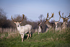 fallow deer