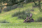 fallow deer