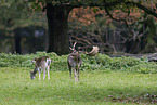 fallow deer