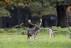fallow deer