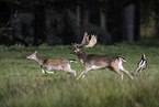 fallow deer