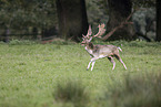 fallow deer