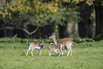 fallow deer