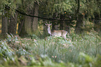 fallow deer