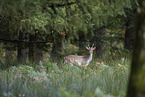 fallow deer
