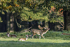 fallow deer