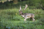 fallow deer