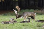 fallow deer