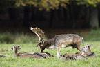 fallow deer