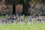 fallow deer