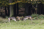 fallow deer