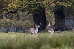 fallow deer